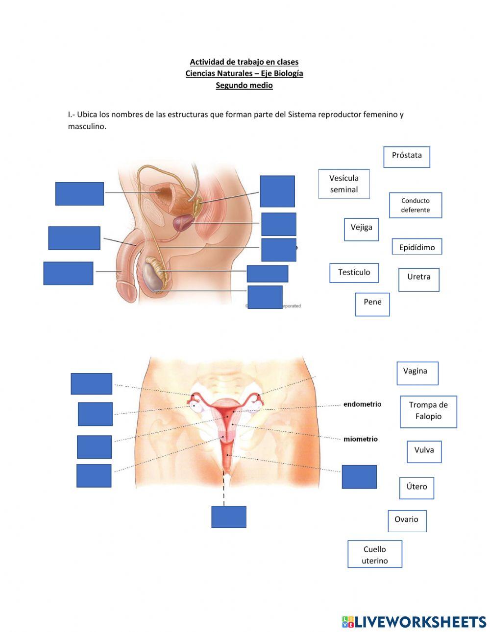 Anatomía y funcionamiento del sistema reproductor