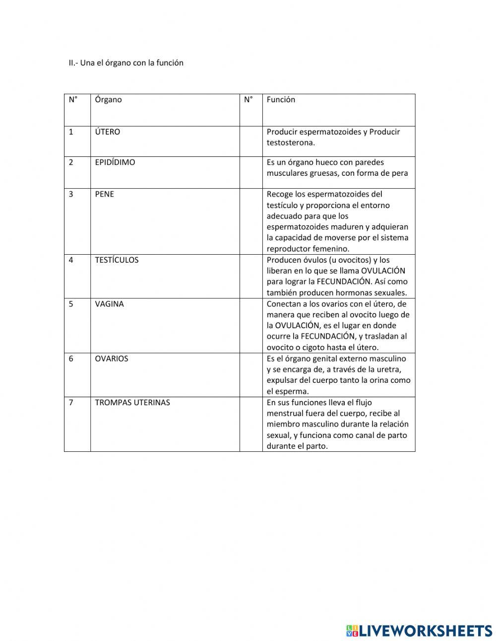 Anatomía y funcionamiento del sistema reproductor