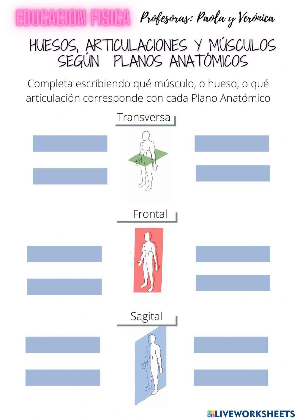 Huesos, articulaciones y músculos según planos anatómicos