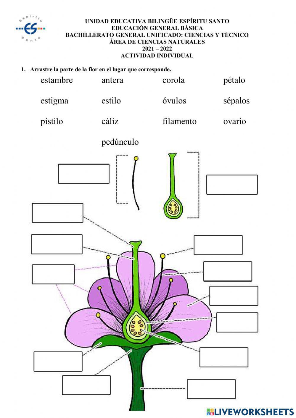 Partes de la flor.