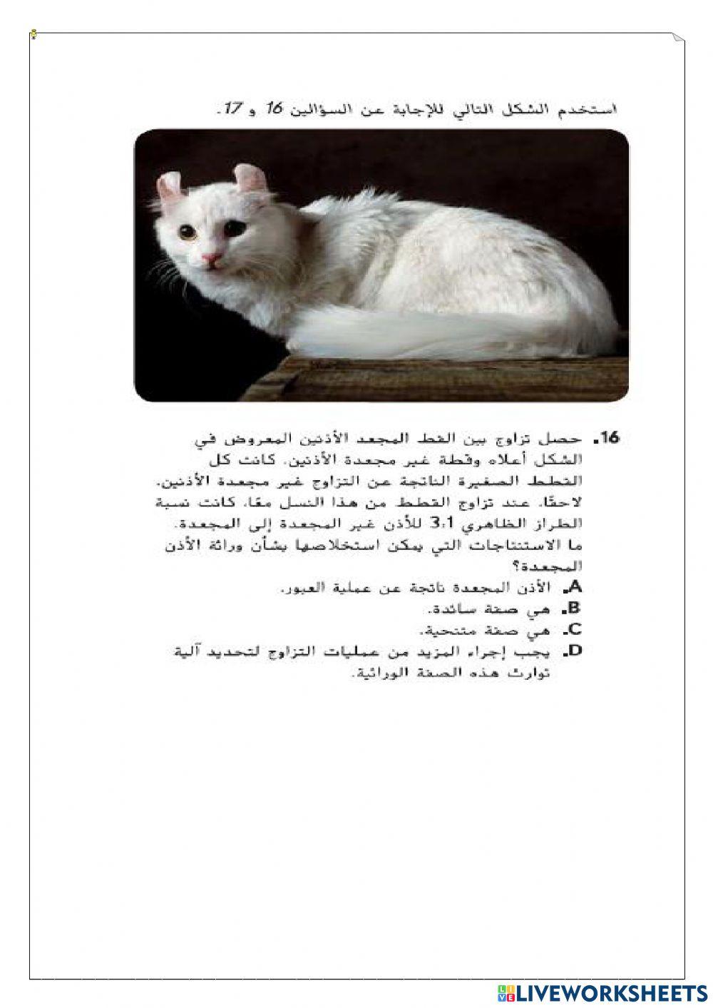 ورقة عمل تفاعلية