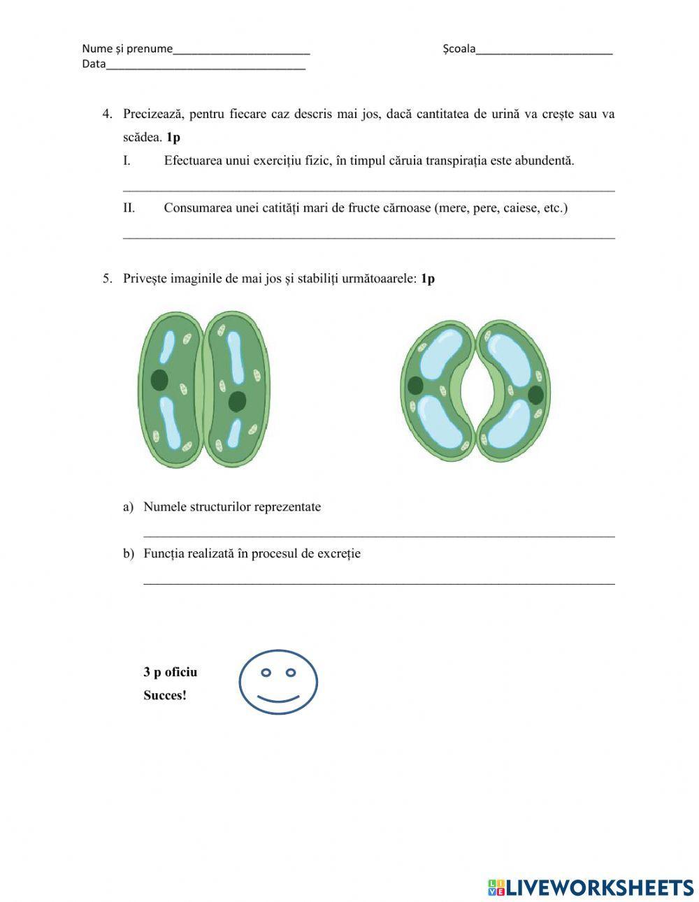 Evaluare sistemul excretor