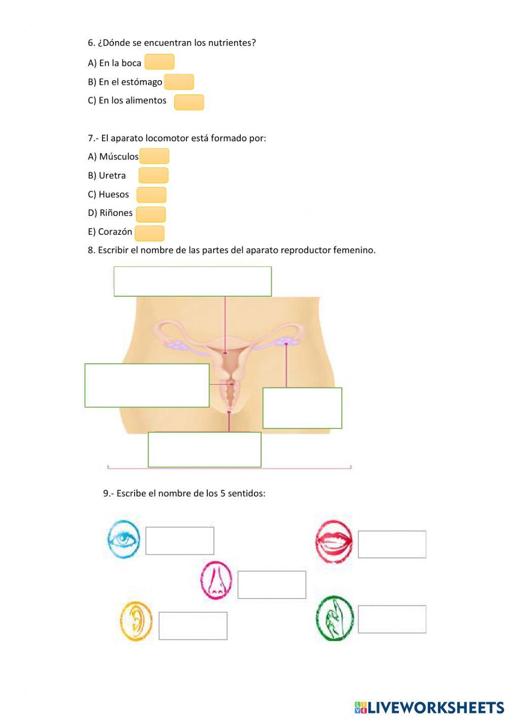 El cuerpo humano y sus funciones vitales
