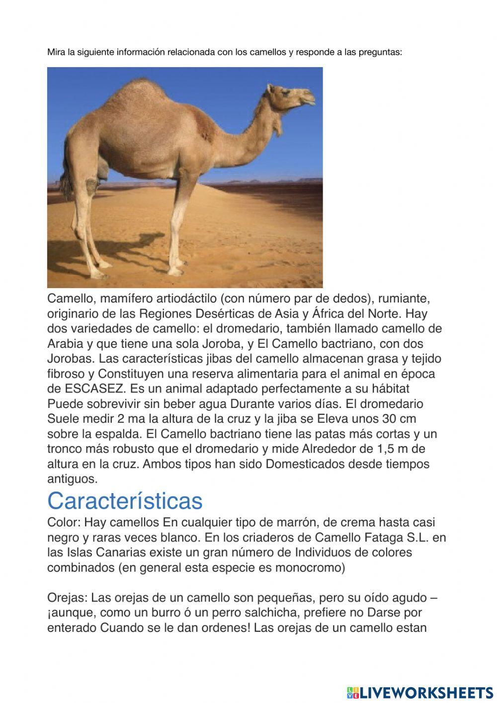 Camellos