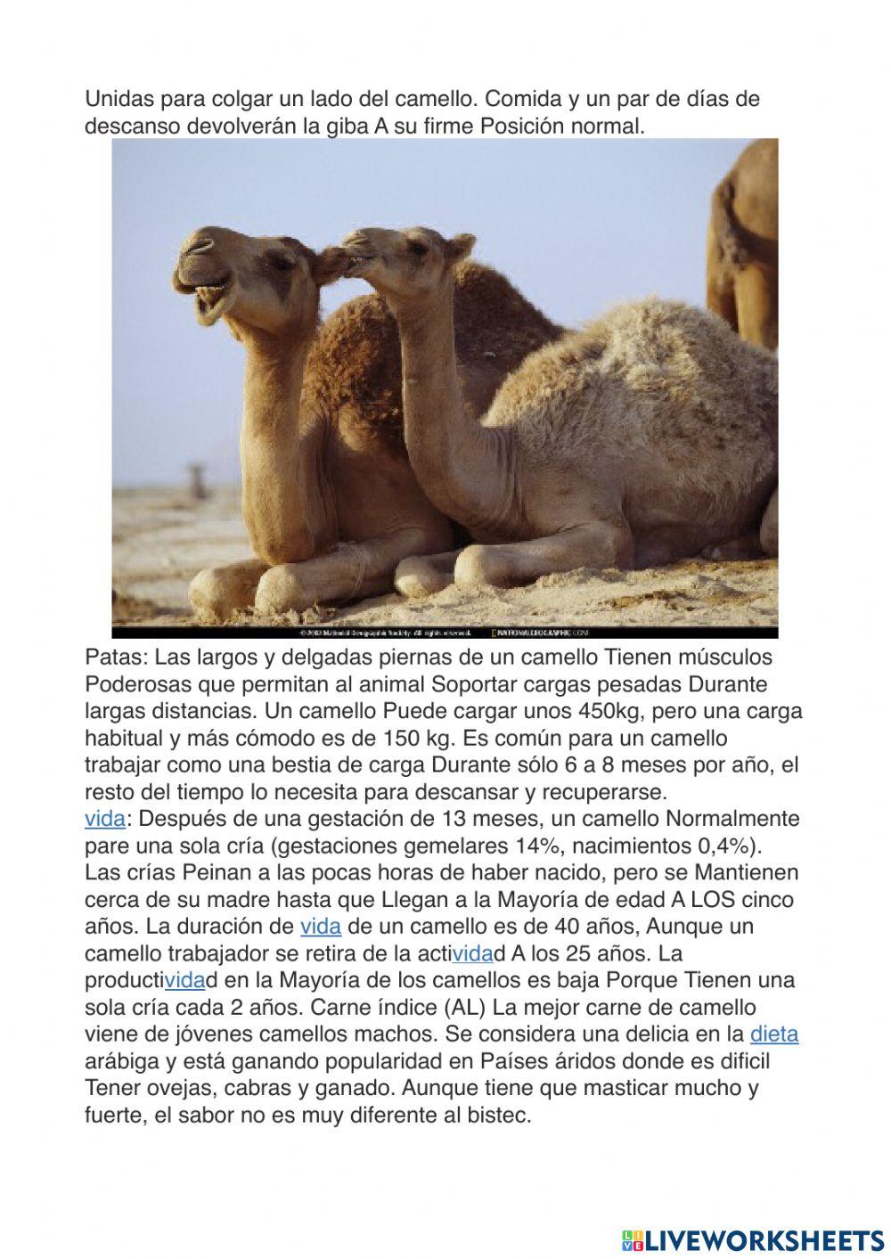 Camellos