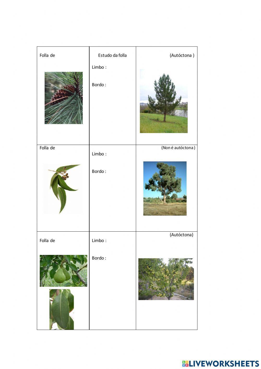 Estudo de árbores e follas