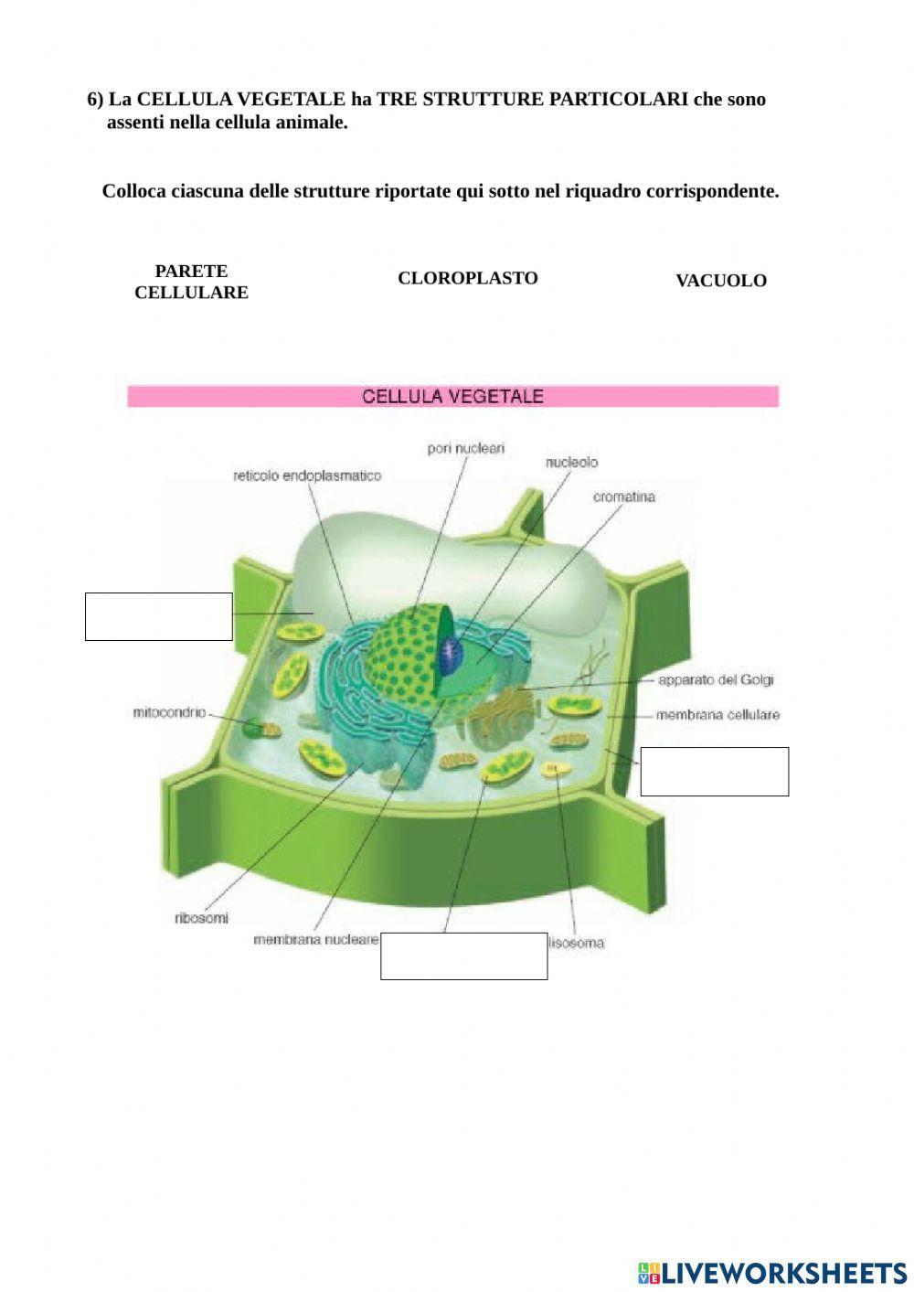 Gli esseri viventi e la cellula