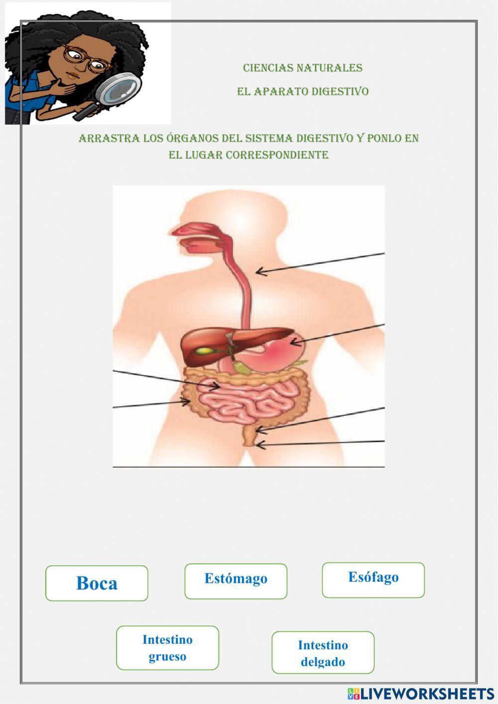 El aparato digestivo