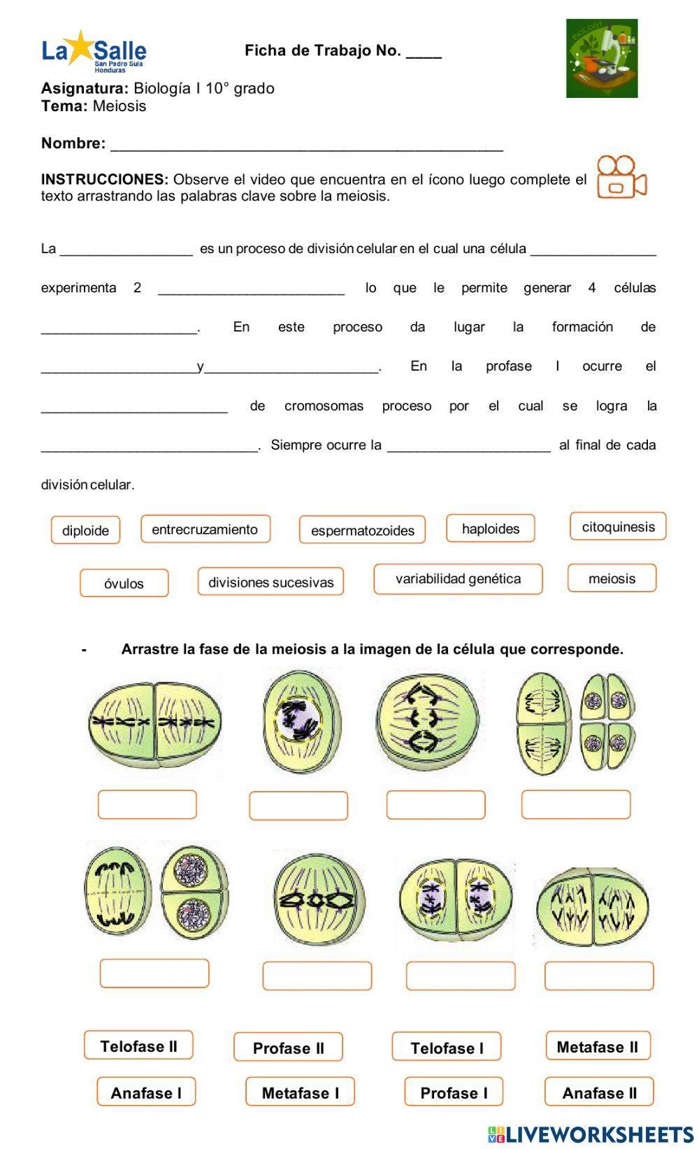 Meiosis Meiosis