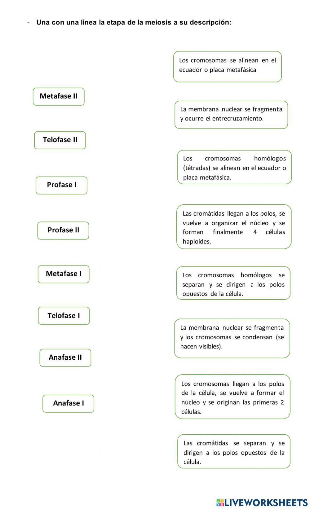 Meiosis Meiosis