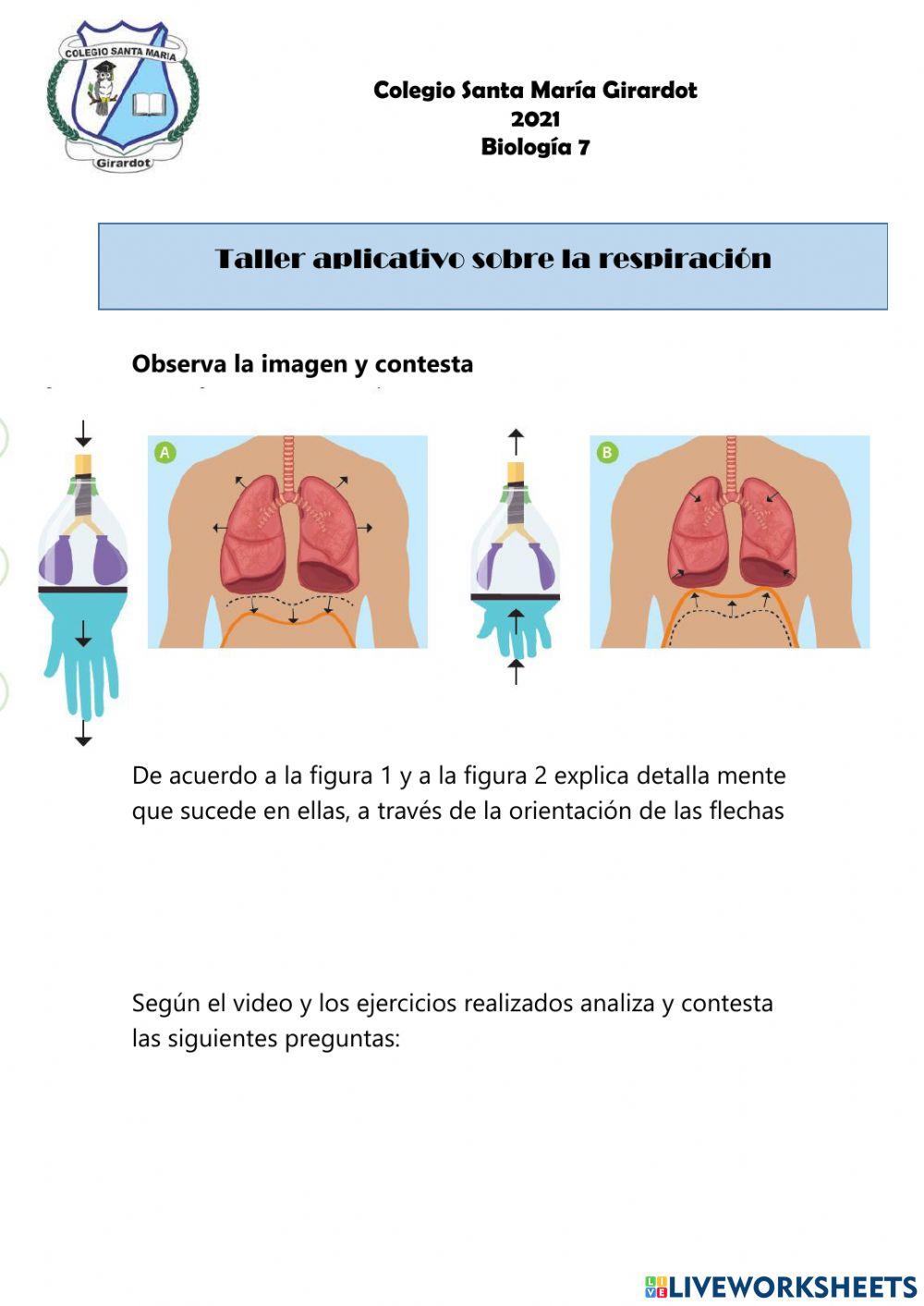 La respiracion pulmonar