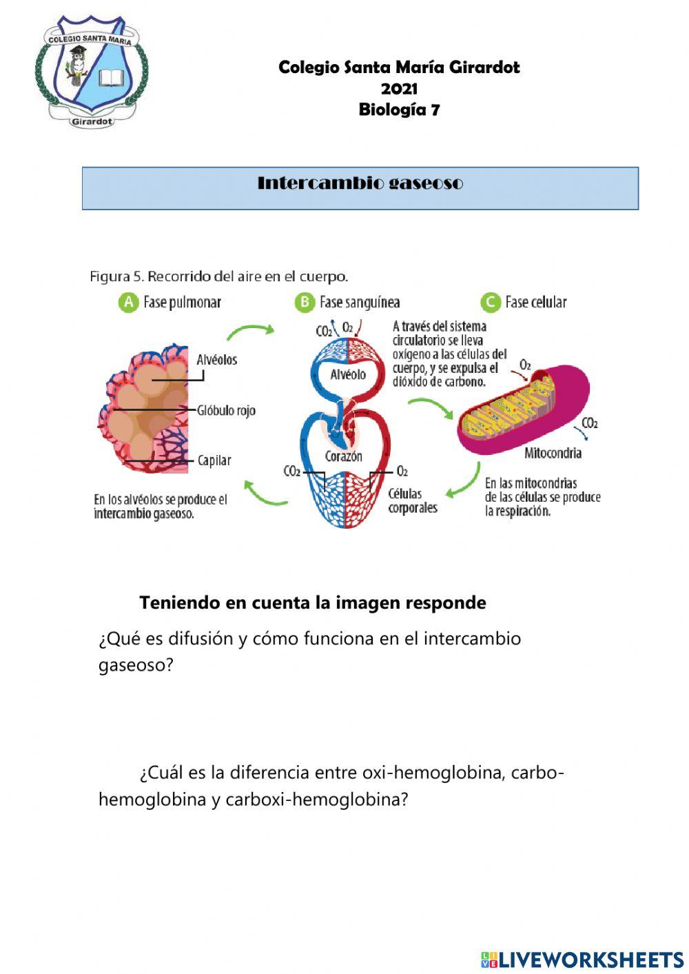 La respiracion pulmonar