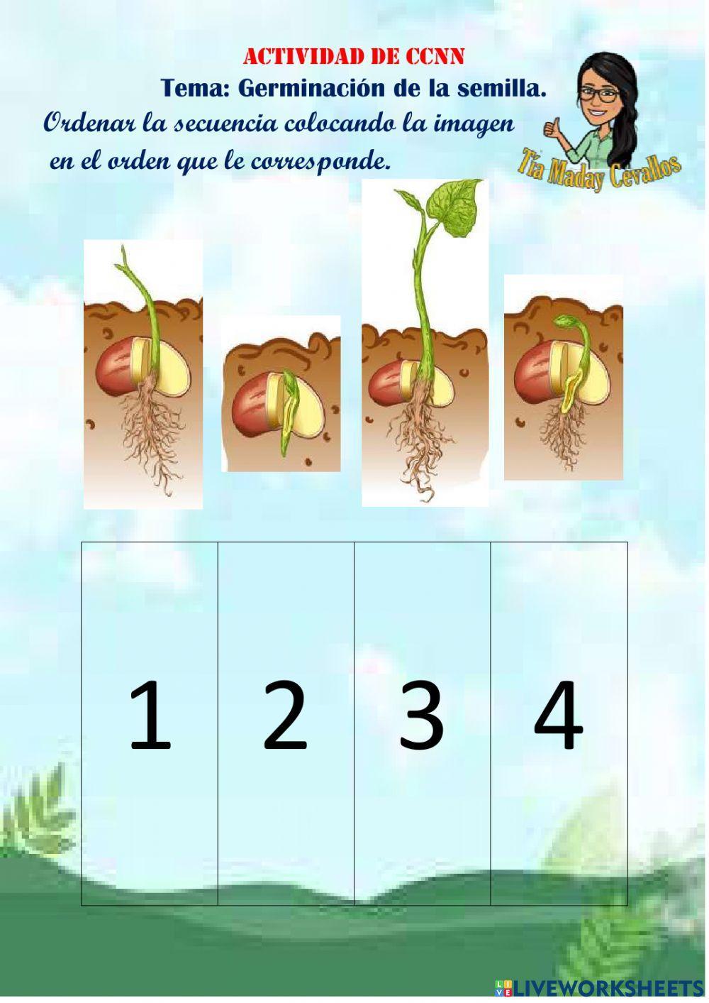 Germinación de la semilla.