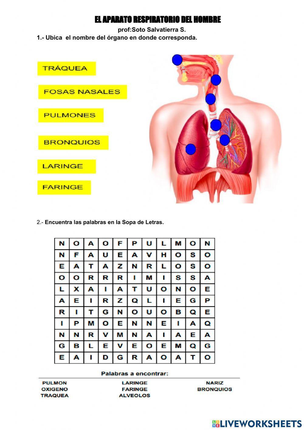 Aparato respiratorio 1