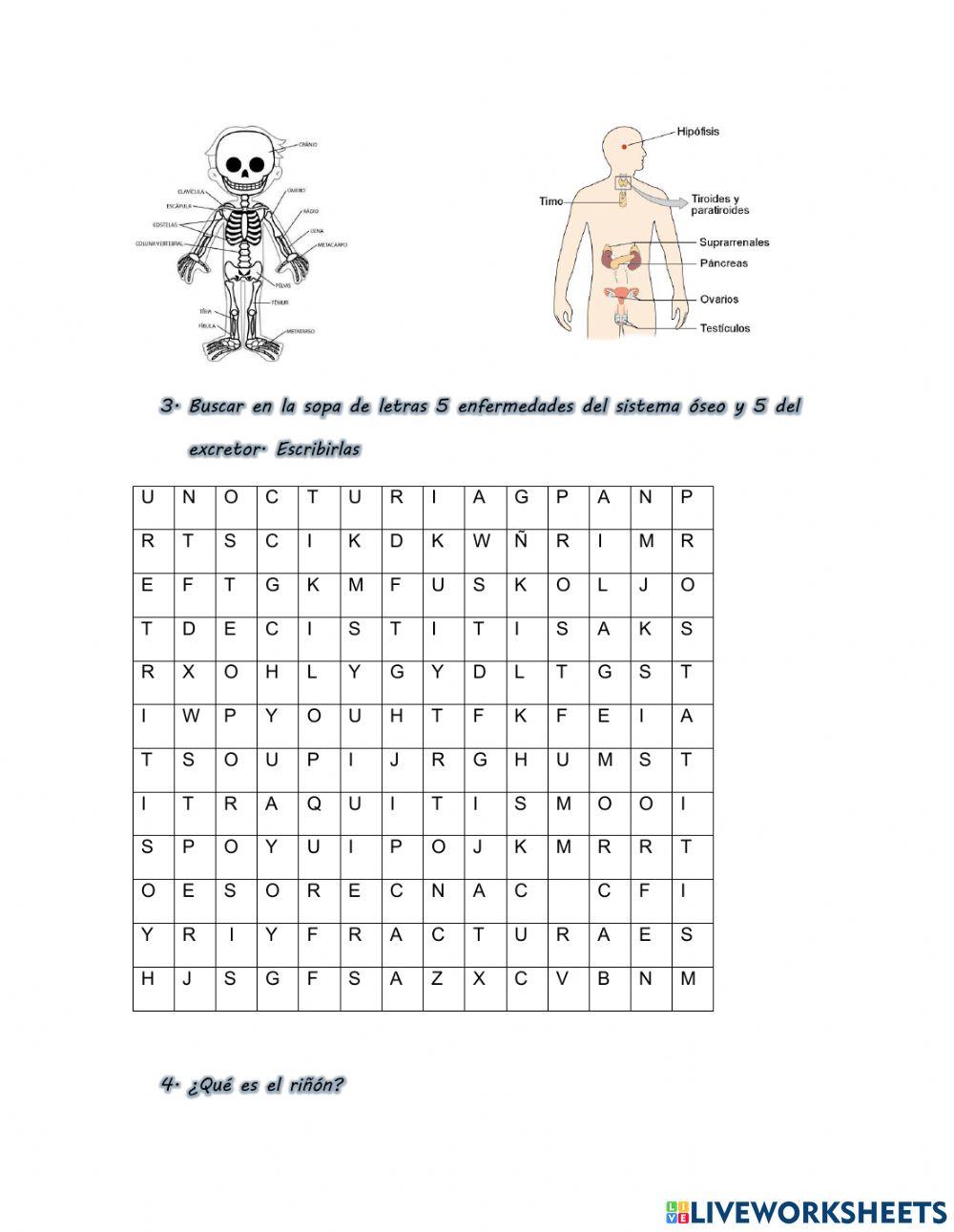 Sistemas del cuerpo humano