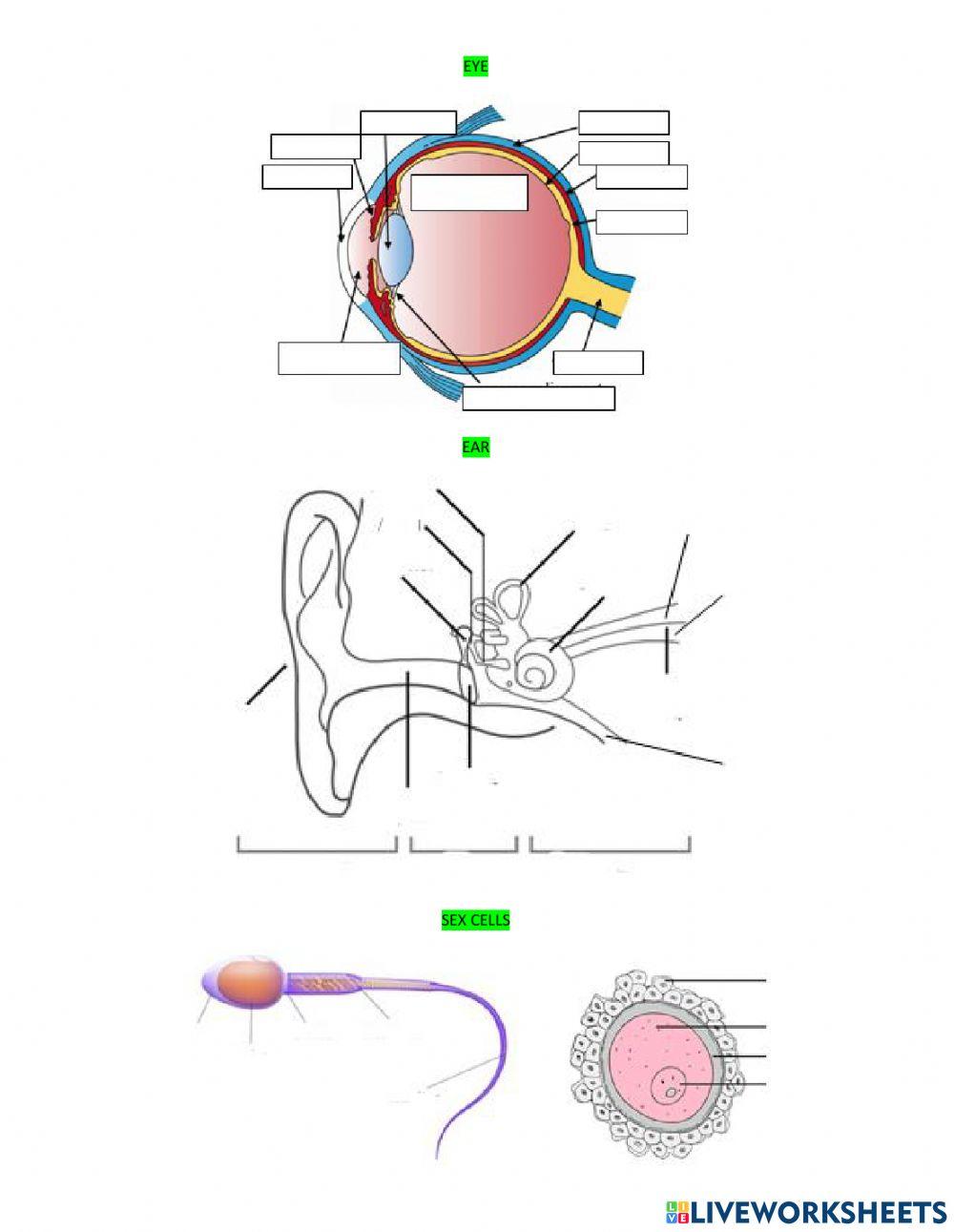 Anatomy senses and reproductive systems (ERIKA RUIZ)