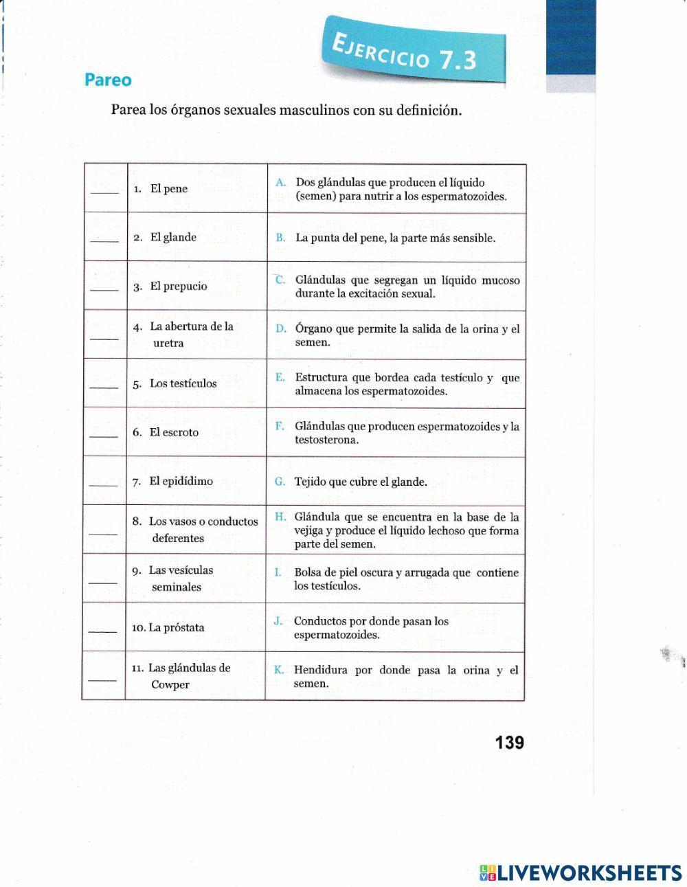 Pareo órganos masculinos y sus funciones