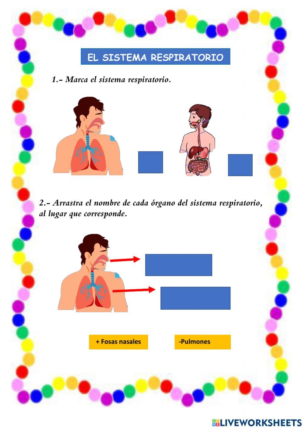 Sistema Respiratorio