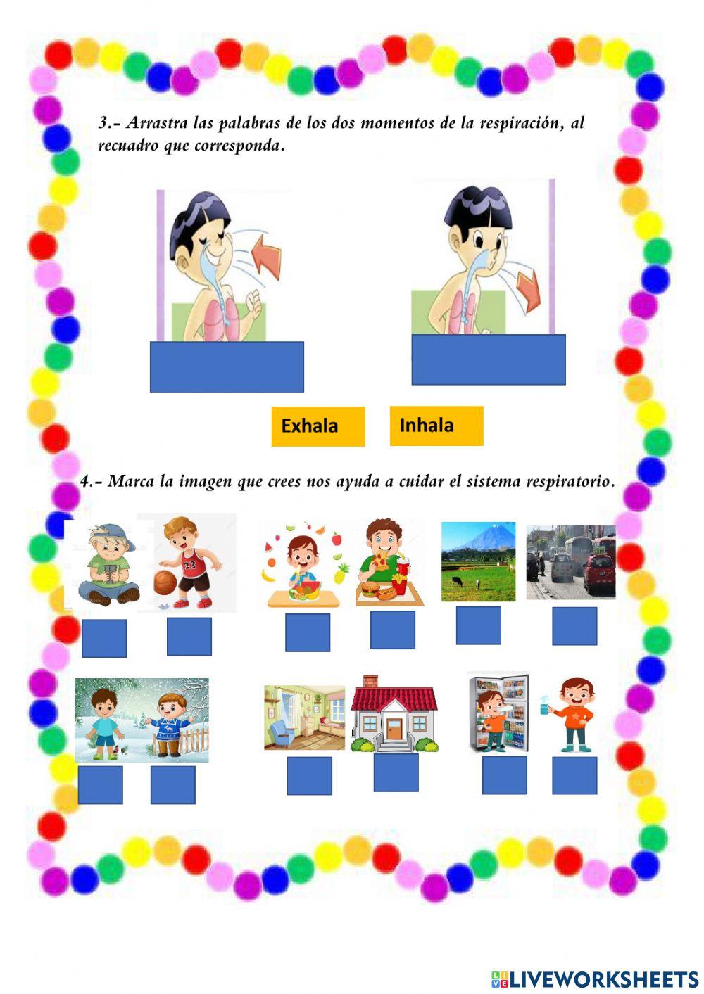 Sistema Respiratorio