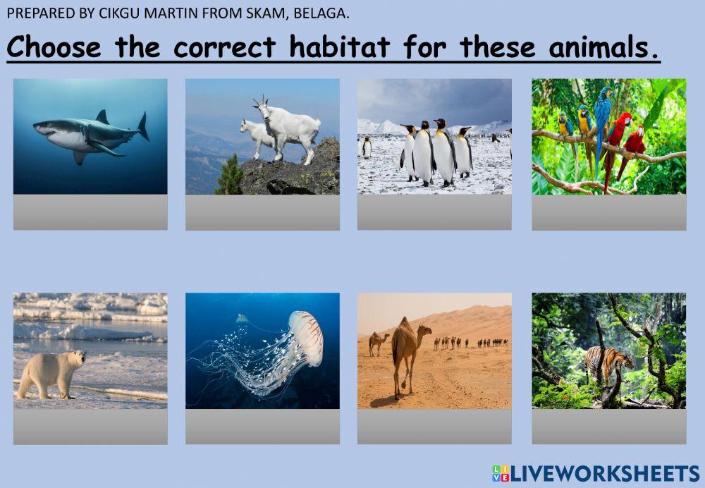 Year 2 - The old house (Animals' Habitat)