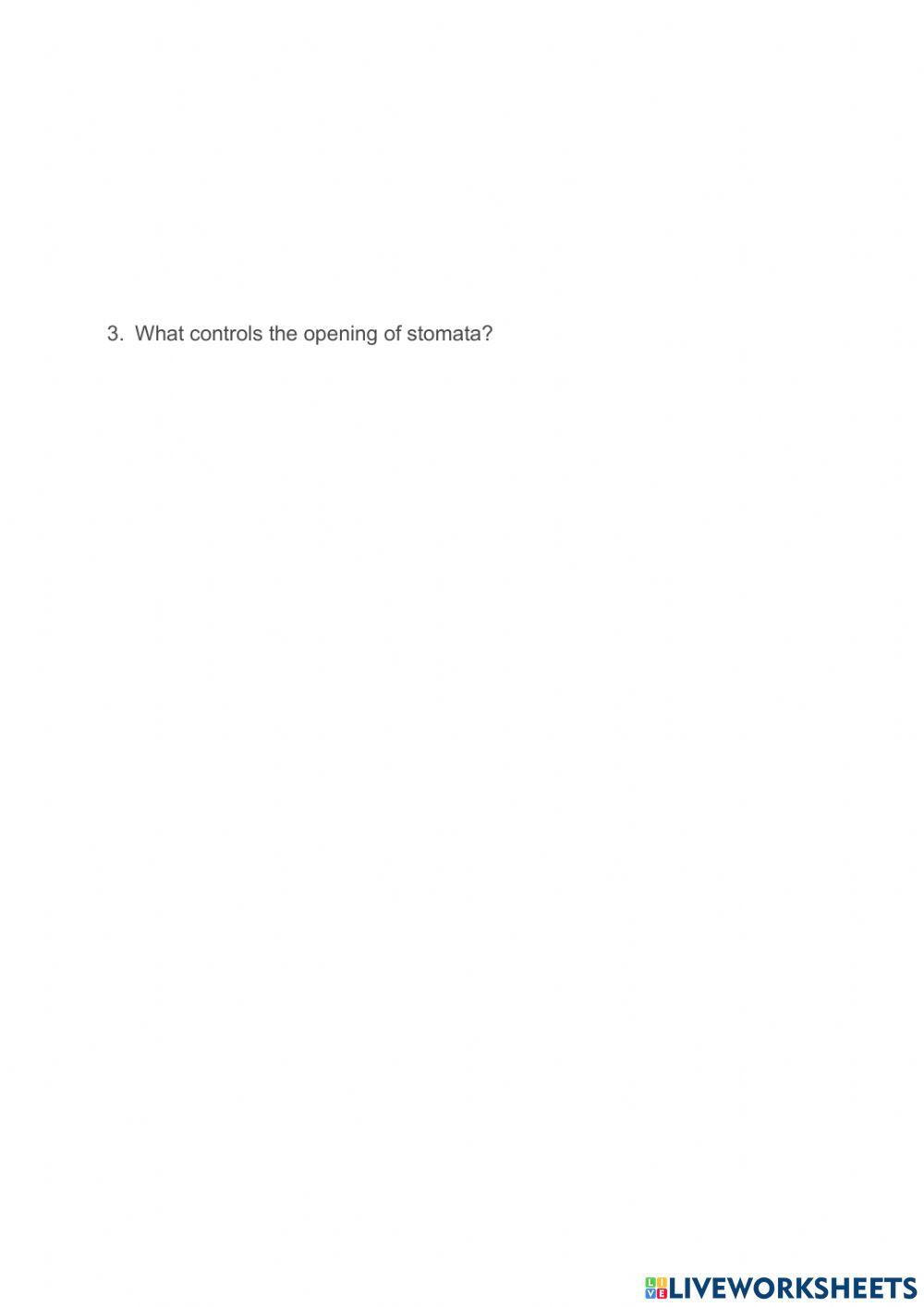 2.20 Leaves and Photosynthesis