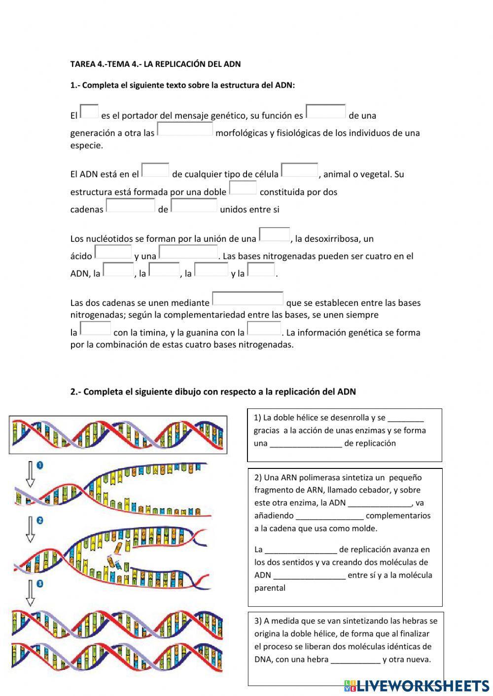 La replicación del ADN