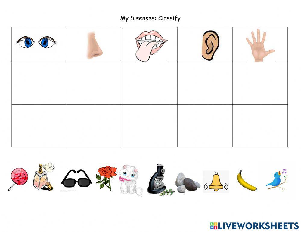 My 5 senses My 5 senses