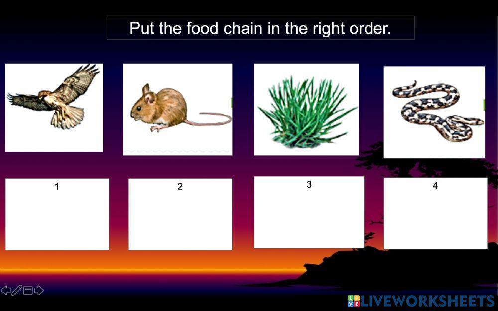 Food chain interactive exercise for 6 Biology Diagrams
