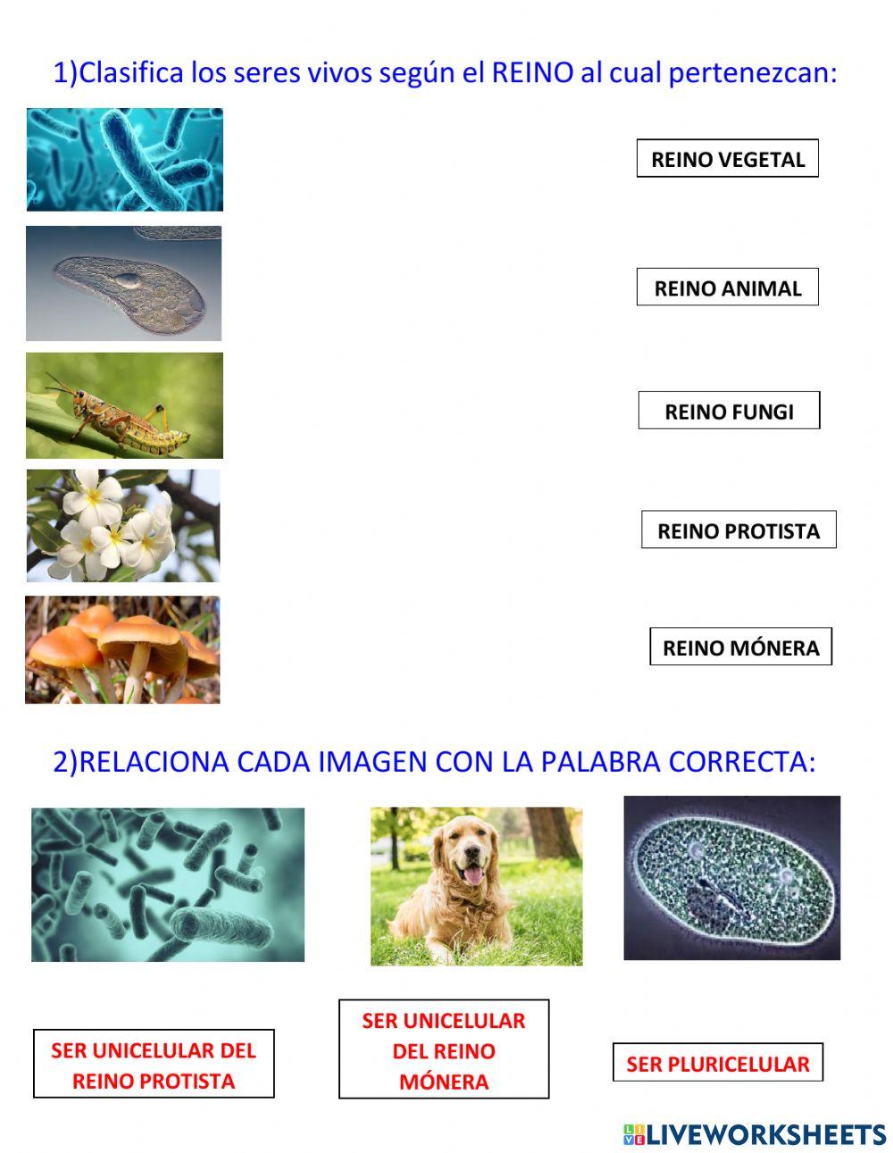 Unicelulares y pluricelulares