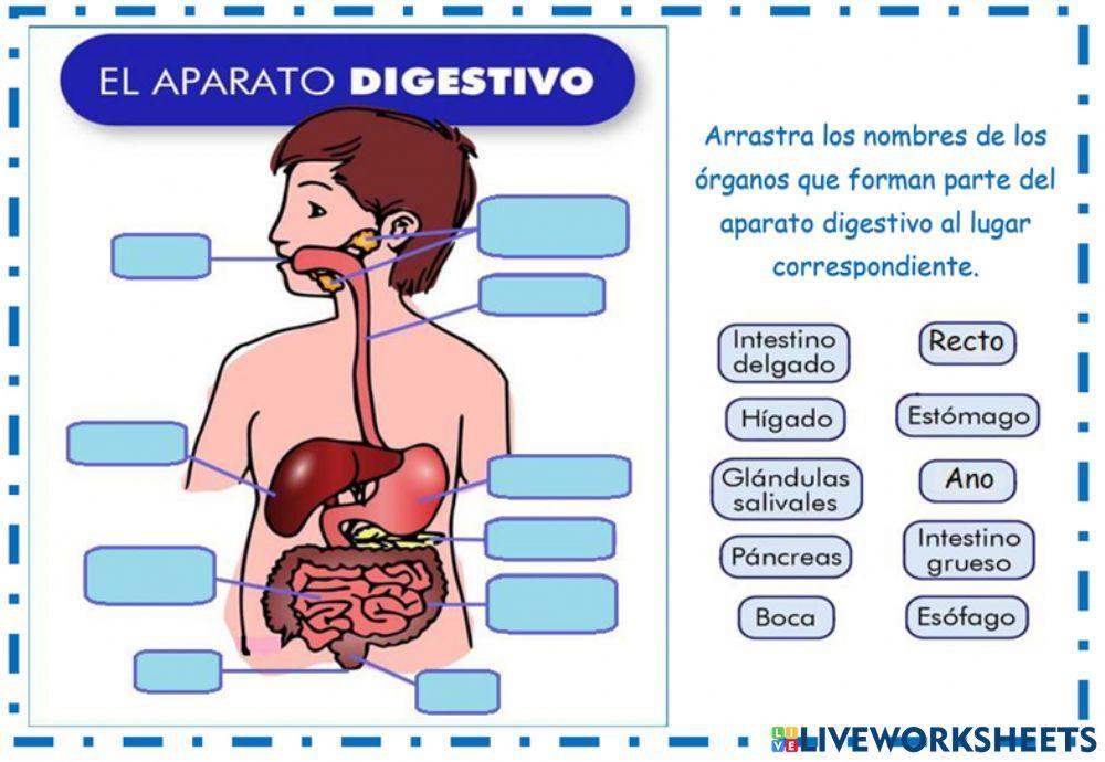 PARTES DEL SISTEMA DIGESTIVO