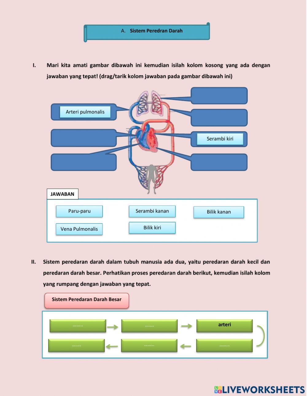 Organ Peredaran Darah Manusia Organ Peredaran Darah Manusia