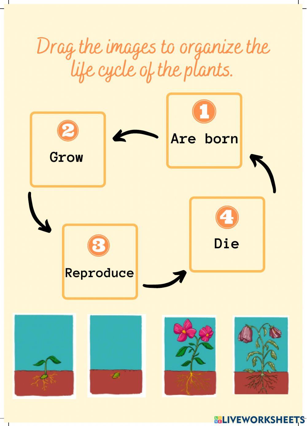 Plants life cycle