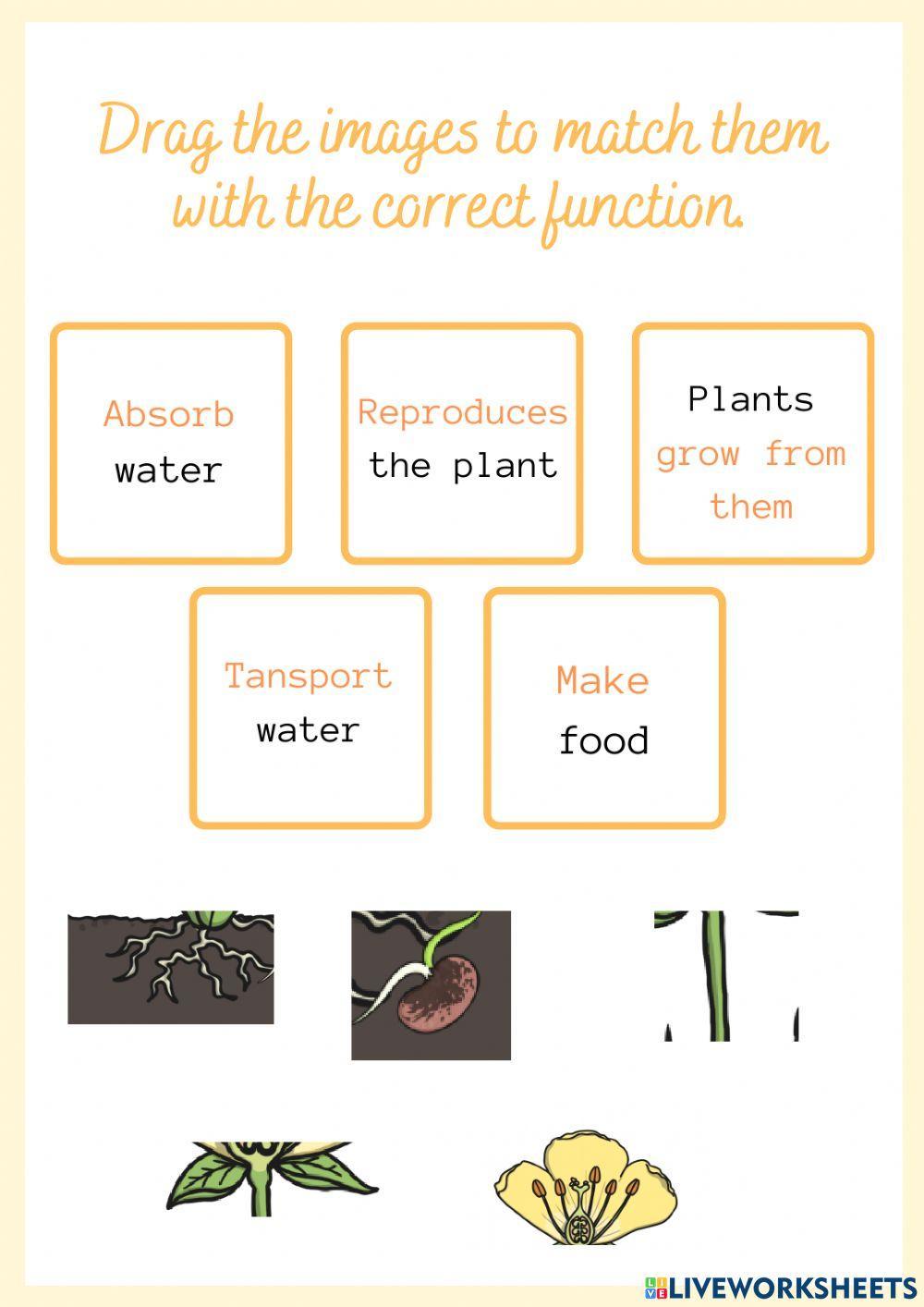 Functions of the parts of the plants