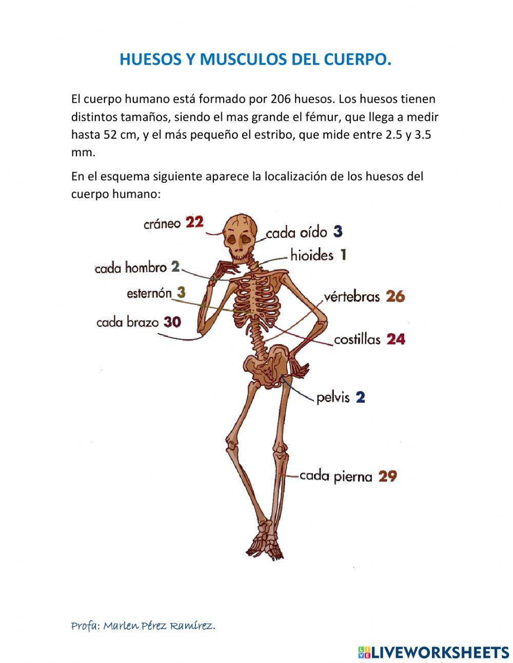 Huesos y músculos del cuerpo