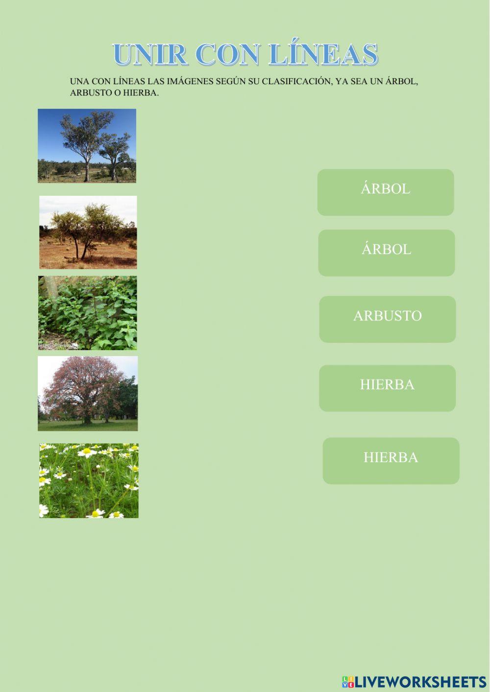 Una con líneas las imágenes según su clasificación, ya sea un árbol, arbusto o hierba