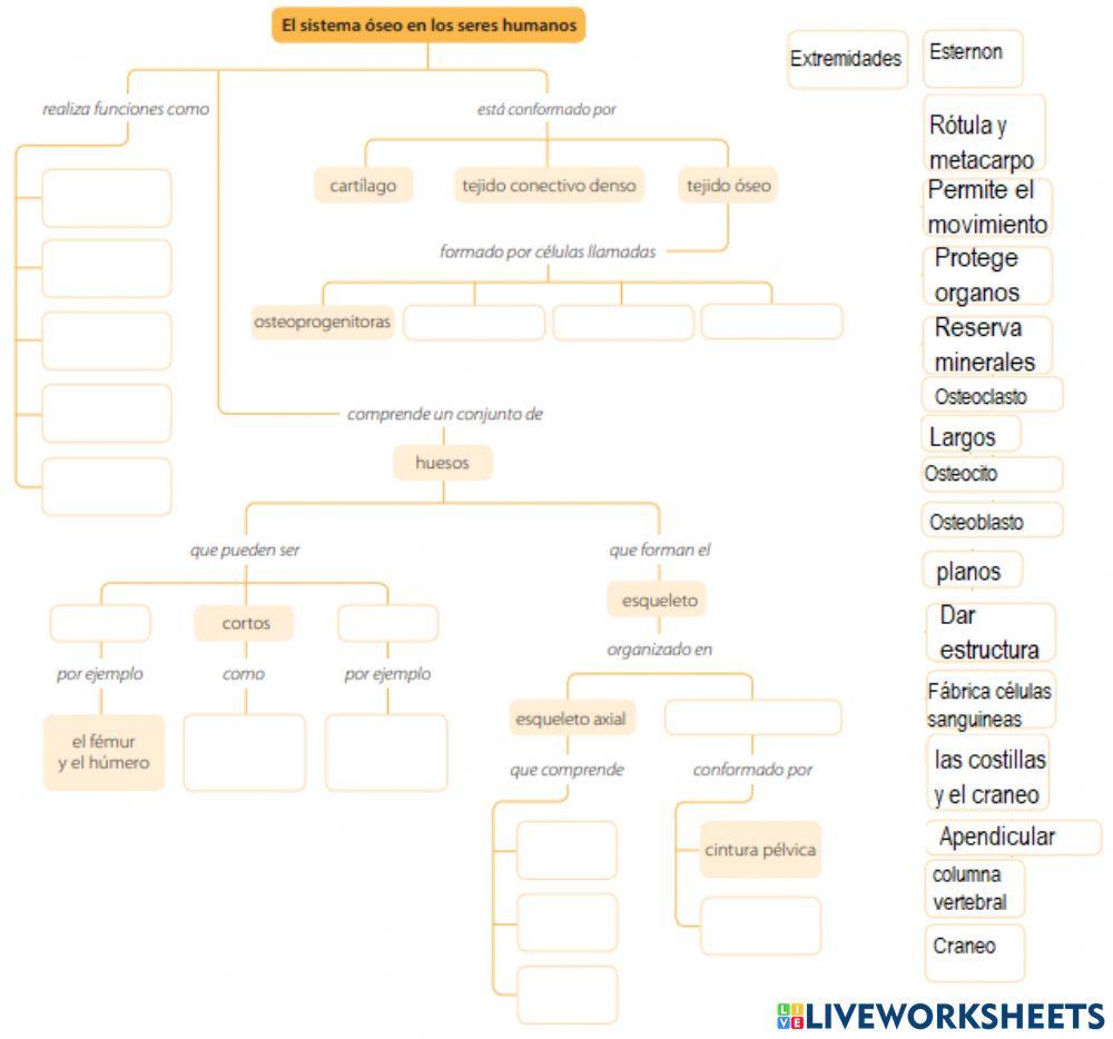Cuadro conceptual sistema óseo