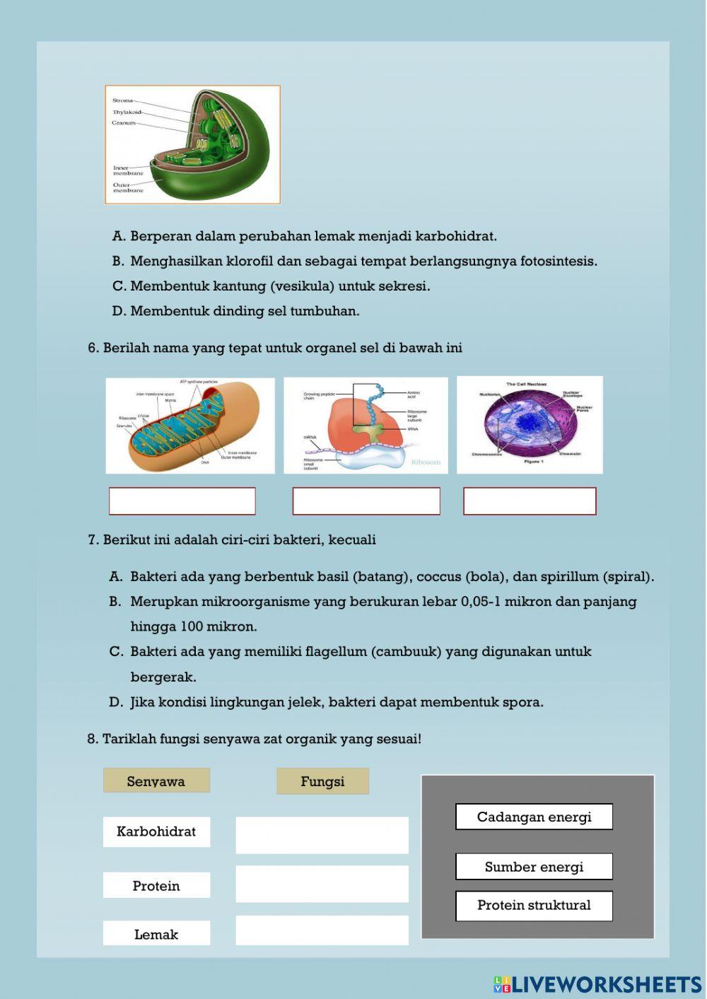 Sel sebagai struktur dasar kehidupan
