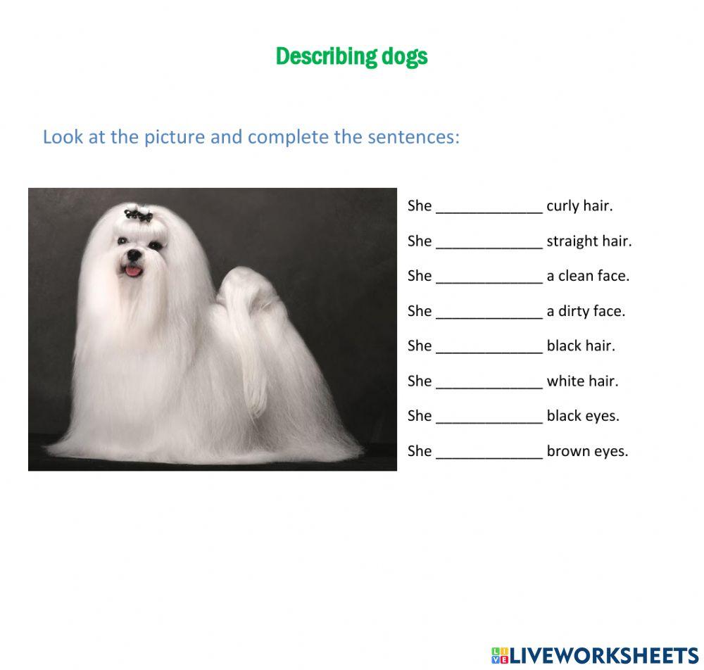 Describing dogs