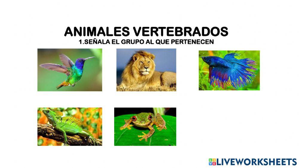 Animales vertebrados