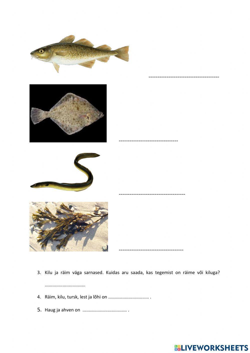 Läänemere taimed, vetikad ja kalad