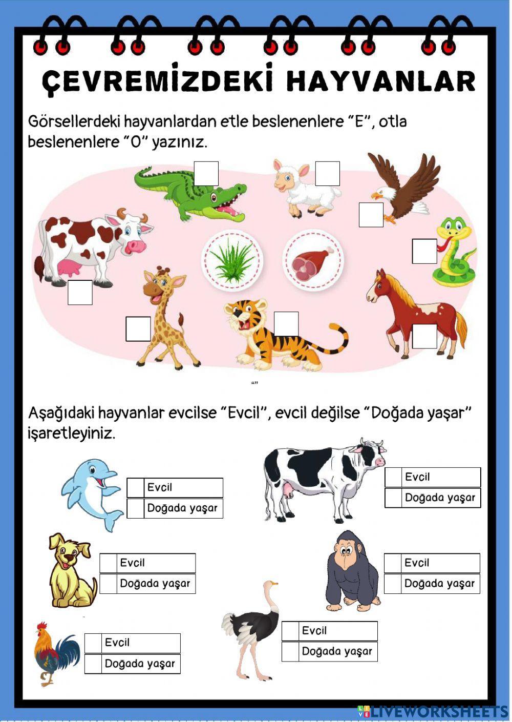 Çevremizdeki Hayvanlar