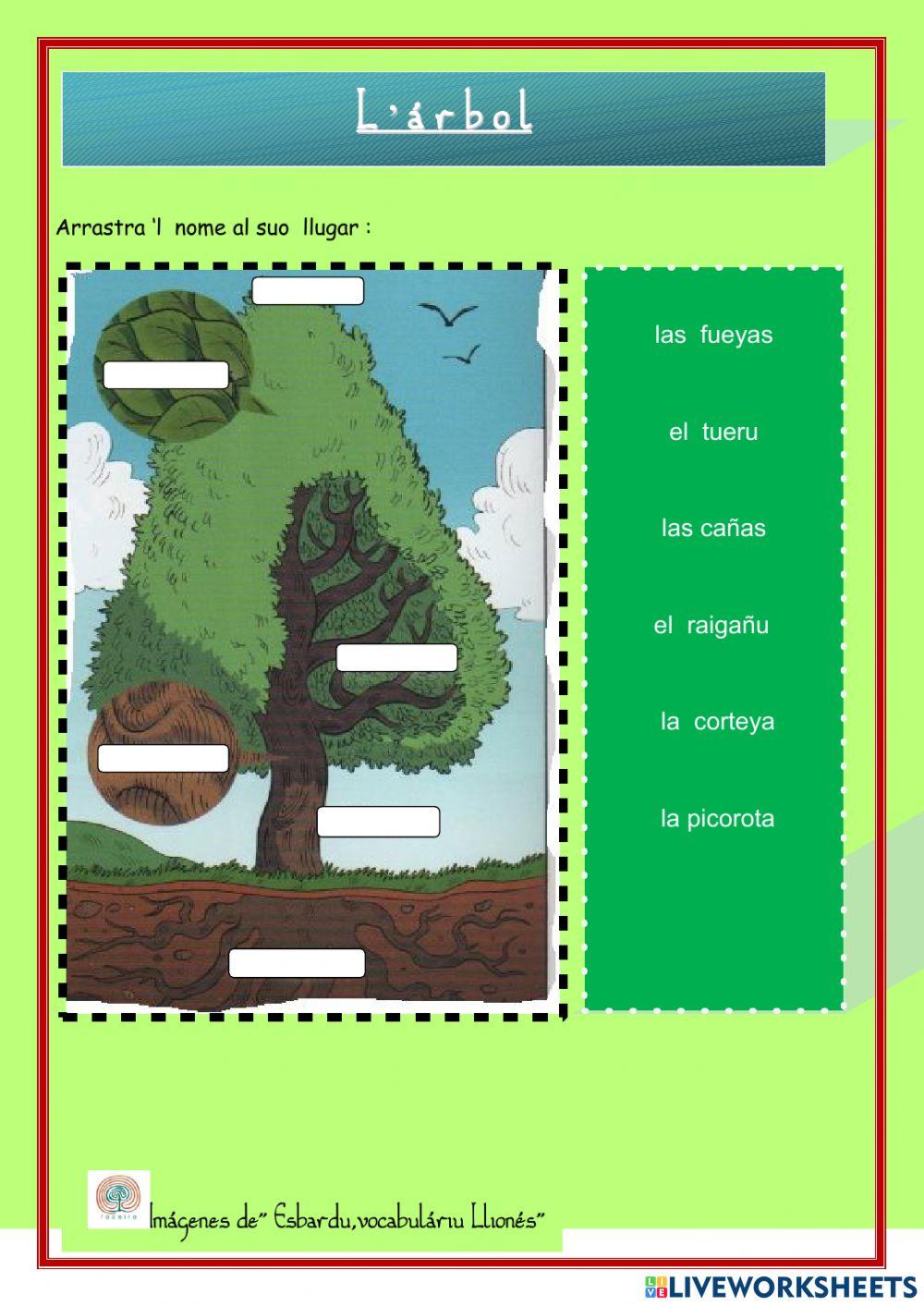 Llionés.L'ÁRBOL. 1º primaria