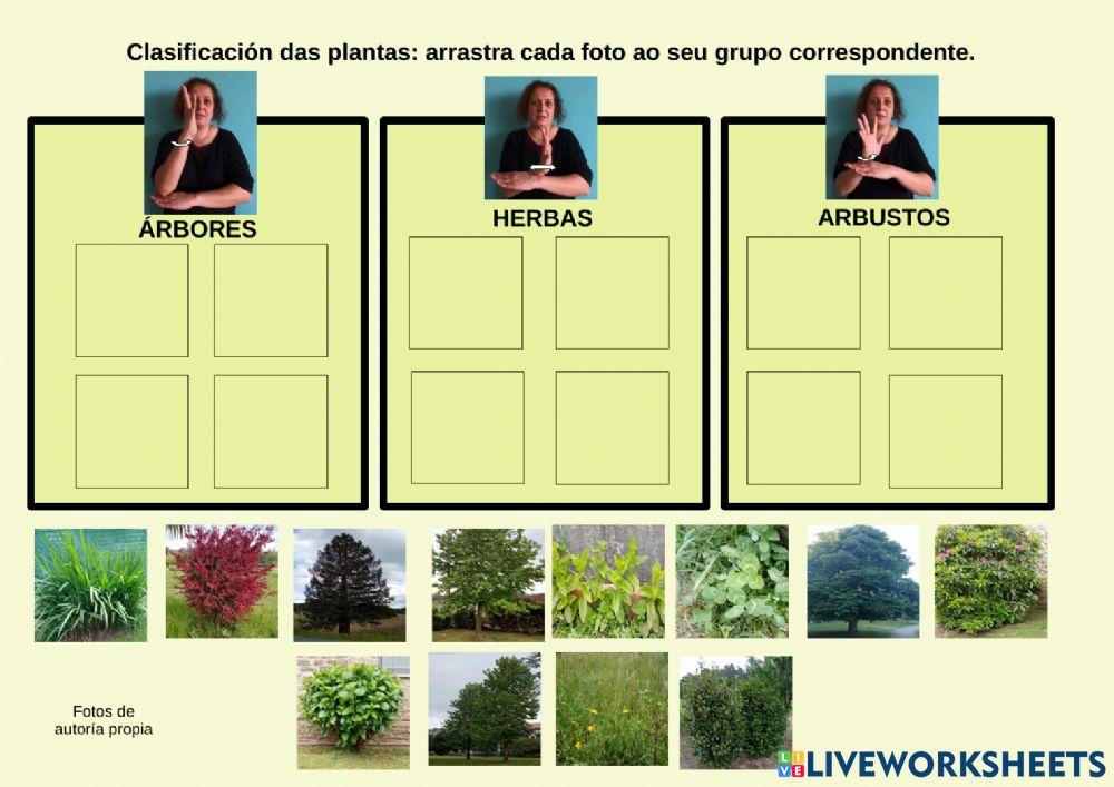 Tipos de plantas en LSE