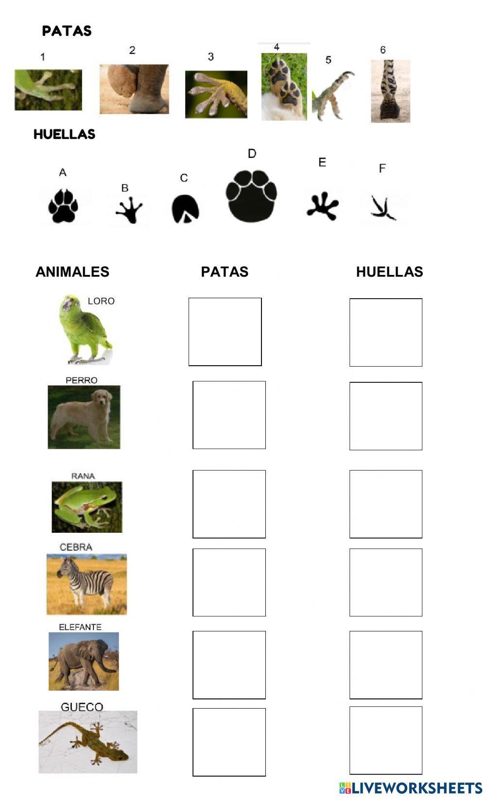 Huellas patas de animales