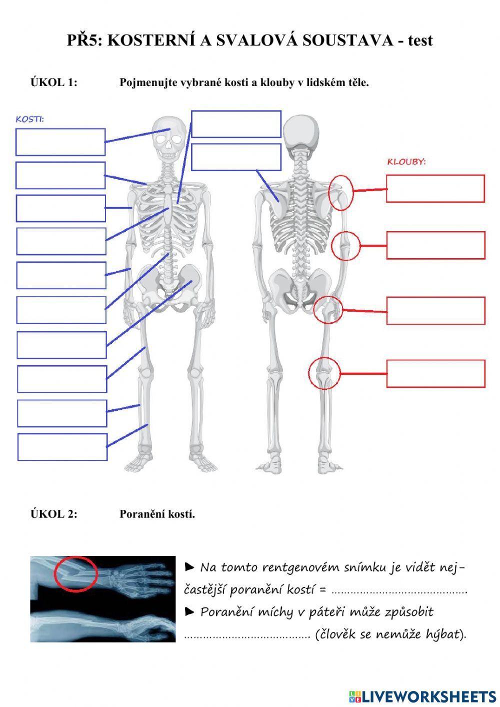 PŘ5 - opěrná a svalová soustava (test)