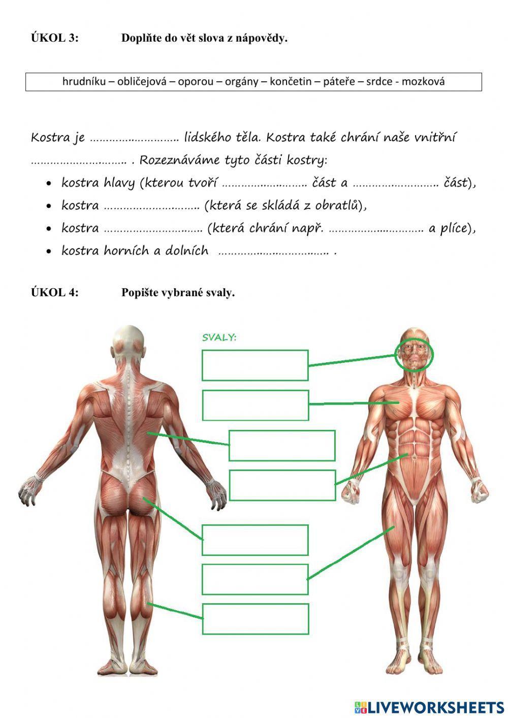 PŘ5 - opěrná a svalová soustava (test)