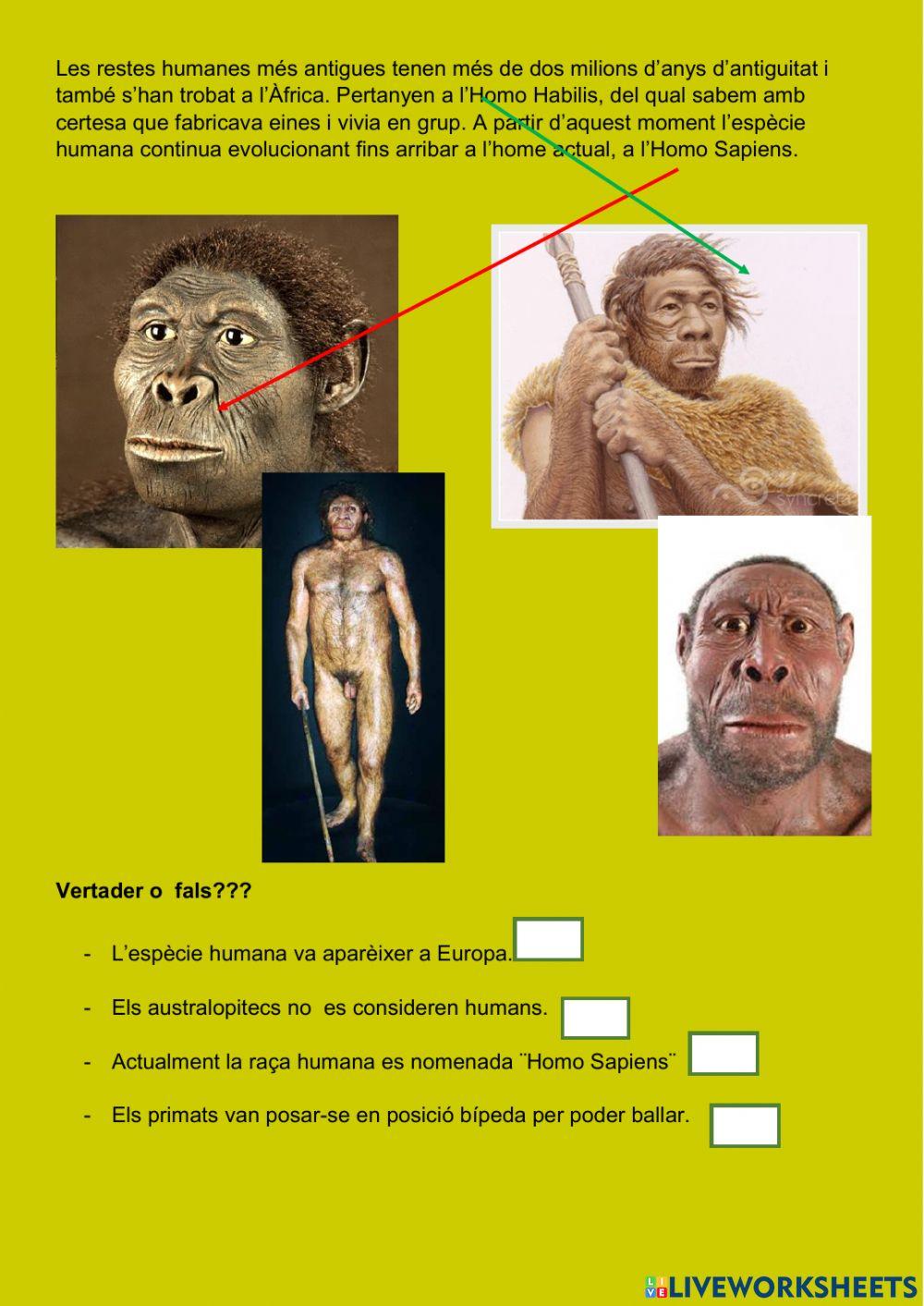 El procés d-Hominització