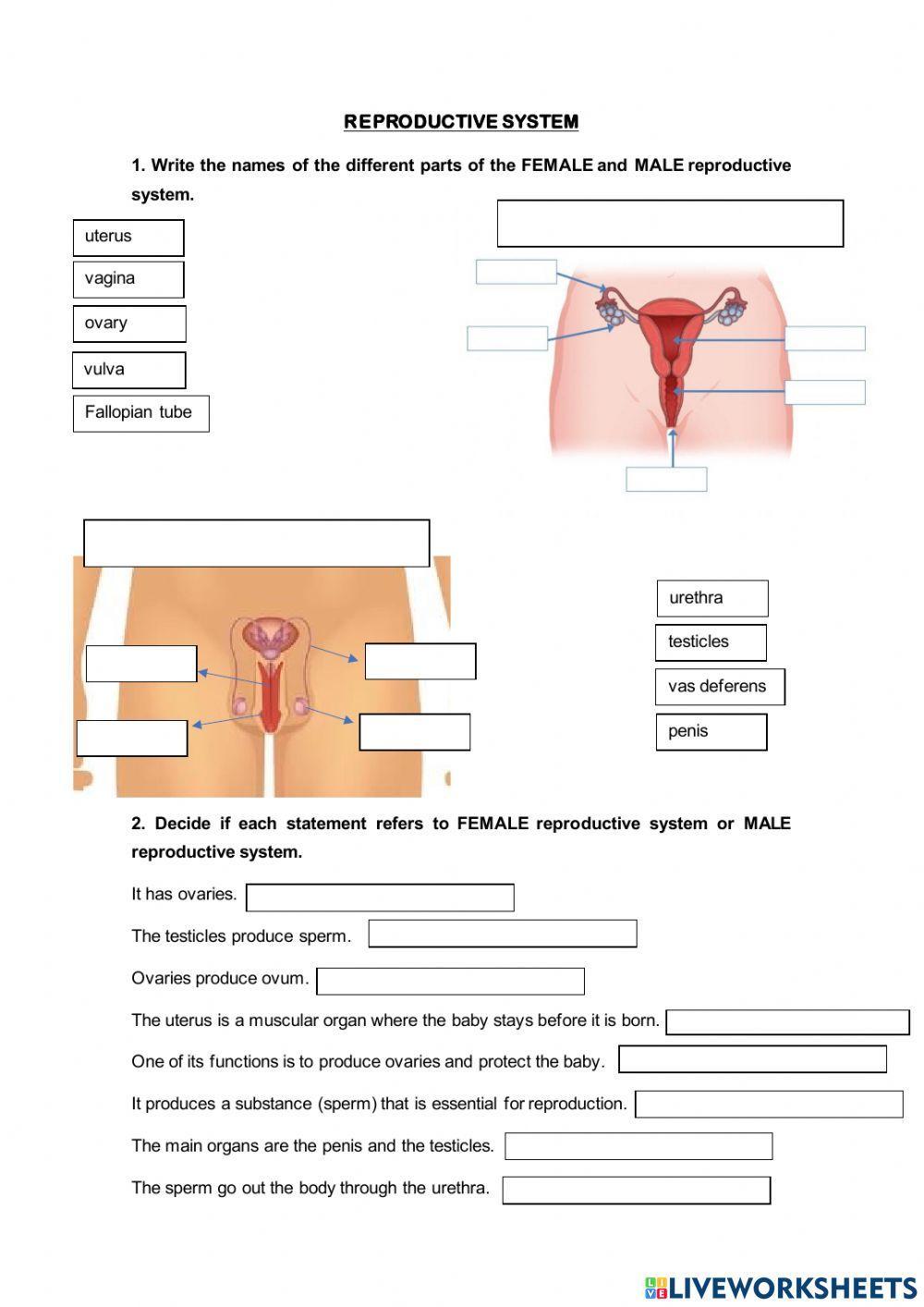 Reproductive system 3º