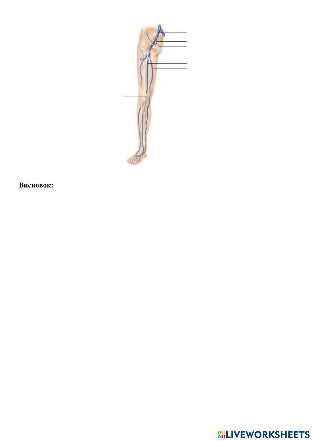 Практичне заняття №28