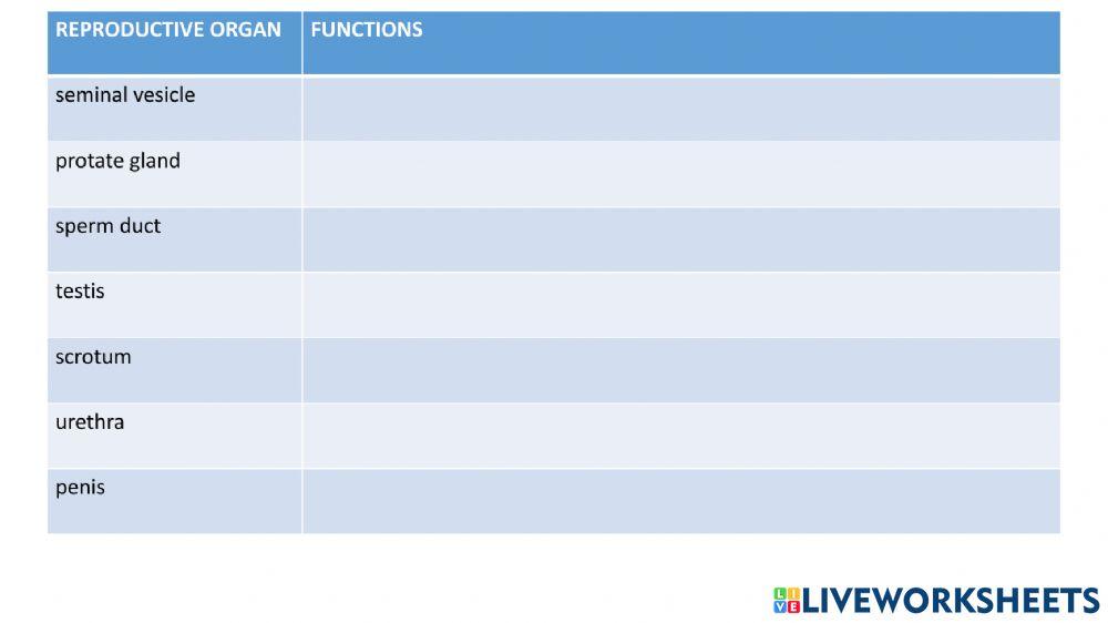 Human Reproductive System
